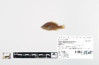 Lepomis cyanellus image