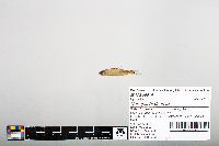 Notropis hudsonius image