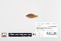 Lepomis cyanellus image