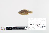 Lepomis cyanellus image