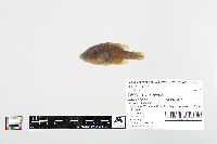 Lepomis cyanellus image