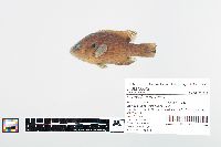 Lepomis cyanellus image