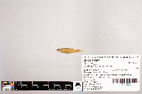Notropis stramineus image