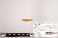 Notropis stramineus image