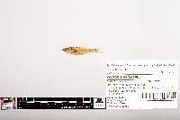Notropis volucellus image