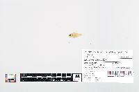 Lepomis cyanellus image
