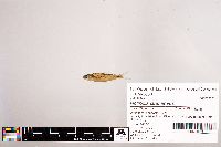 Notropis stramineus image