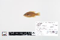 Lepomis cyanellus image