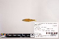 Notropis stramineus image