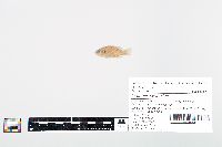 Lepomis cyanellus image