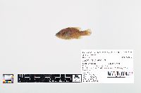 Lepomis cyanellus image