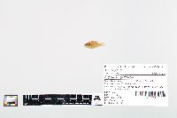 Lepomis cyanellus image