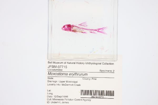 Moxostoma erythrurum image