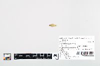 Lepomis cyanellus image