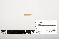 Noturus flavus image