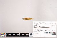 Notropis stramineus image