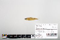 Notropis hudsonius image