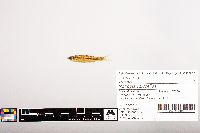 Notropis volucellus image