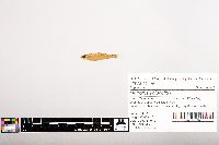 Notropis volucellus image