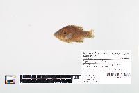 Lepomis cyanellus image