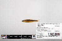Notropis leuciodus image