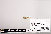 Notropis micropteryx image