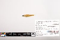 Notropis volucellus image