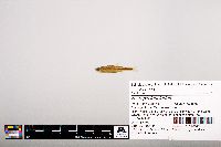 Notropis leuciodus image