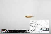 Notropis hudsonius image