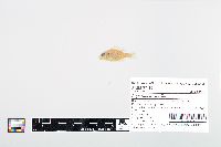 Lepomis cyanellus image