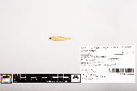 Notropis volucellus image