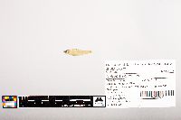 Notropis volucellus image