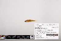 Notropis heterolepis image