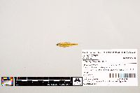 Notropis texanus image