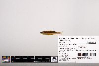 Notropis leuciodus image