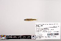 Image of Notropis rubellus