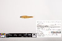 Notropis volucellus image