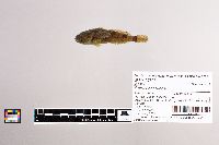 Cottus carolinae image