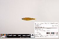Image of Notropis stilbius