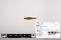 Notropis leuciodus image