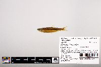 Notropis leuciodus image