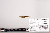 Notropis micropteryx image
