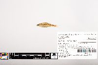 Notropis volucellus image