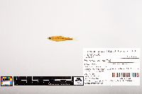 Notropis volucellus image