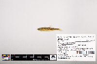 Notropis leuciodus image