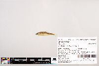 Image of Notropis rubricroceus