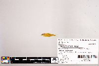 Notropis stramineus image