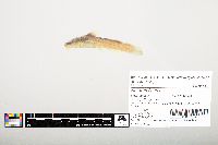Noturus flavus image