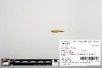 Notropis boops image