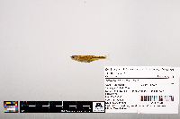 Notropis leuciodus image